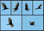 (11) montage (turkey vulture).jpg    (1000x710)    198 KB                              click to see enlarged picture